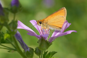 Closeup on a small cute Essex or European skipper butterfly, Thymelicus lineola