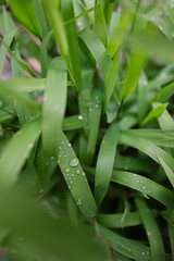 Fototapeta premium Dew-covered green grass reveals nature's beauty in the early morning light at a local park in springtime
