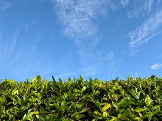 Blick über die grüne Hecke in den blauen Himmel