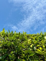 Blick über die grüne Hecke in den blauen Himmel