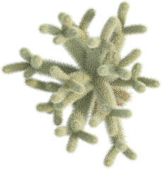 Top view of Teddy-bear Cholla plant - Cylindropuntia Bigelovii
