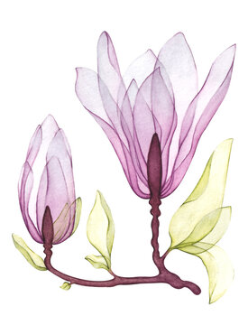 Branch of magnolia with blossoms. Transparent flowers. Magnolia flowers, spring blooming. Watercolor illustration. Set isolated on transparent background. PNG. Collection.
