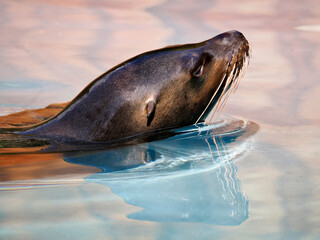 Close-up California sea lion (Zalophus californianus) swimming in pinkish blue  water