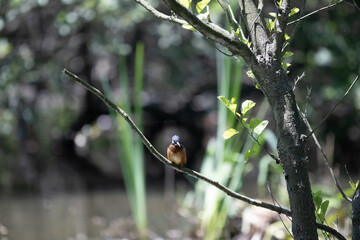 Bird perched on a branch near still water surrounded by lush vegetation in a tranquil natural setting