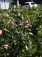 Fototapeta premium pink valentine roses and rose buds