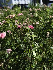 Fototapeta premium pink valentine roses and rose buds
