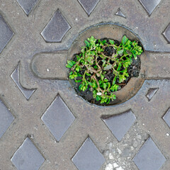 Life where it would seem impossible. A small plant growing in the groove of a manhole handle.