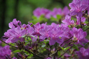 Fototapeta premium purple flowers