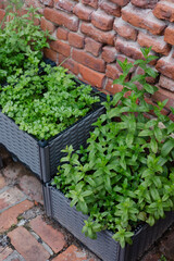 Fresh herbs thrive in urban garden containers against a brick wall near a cobblestone path