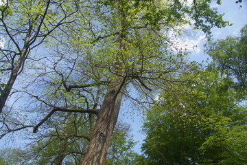 trees and sky