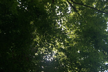 sun shining through tree
