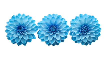 Row of three blue dahlia flower blossoms flat lay border