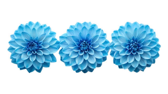 Row of three blue dahlia flower blossoms flat lay border