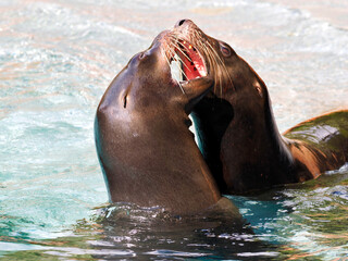 Close-up California sea lion (Zalophus californianus) having fun in the water, mouth to mouth showing teeth  