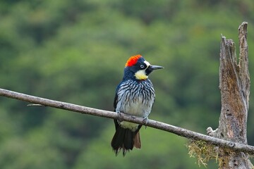 Acorn woodpecker in Costa Rica