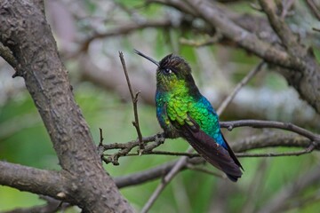 beautiful hummingbird in Costa Rica