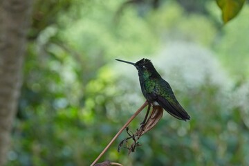 beautiful hummingbird in Costa Rica