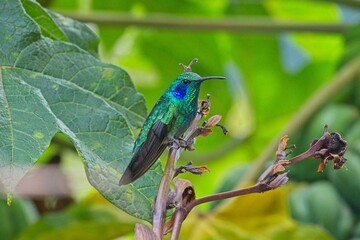 beautiful hummingbird in Costa Rica