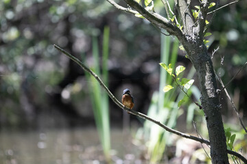 Bird perched on a branch near still water surrounded by lush vegetation in a tranquil natural setting