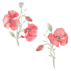 Watercolor painted poppies. Lavender. Poppy lavender bouquet. Flower bouquet. Spring, May. Set of elements for decoration. Sublimation elements. Spring wildflowers. Icelandic poppies.