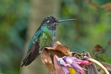 beautiful hummingbird in Costa Rica