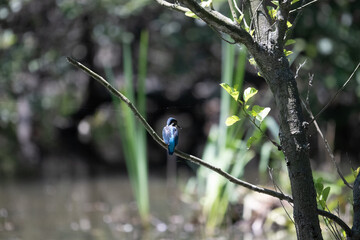 Bird perched on a branch near still water surrounded by lush vegetation in a tranquil natural setting