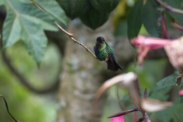 beautiful hummingbird in Costa Rica
