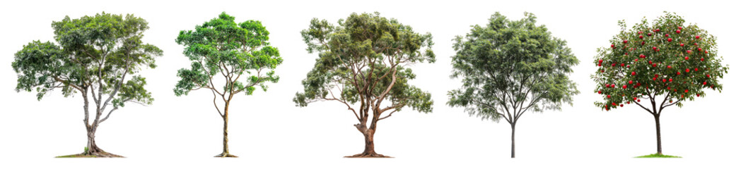 Fototapeta premium PNG Diverse trees with vibrant foliage, element set on transparent background