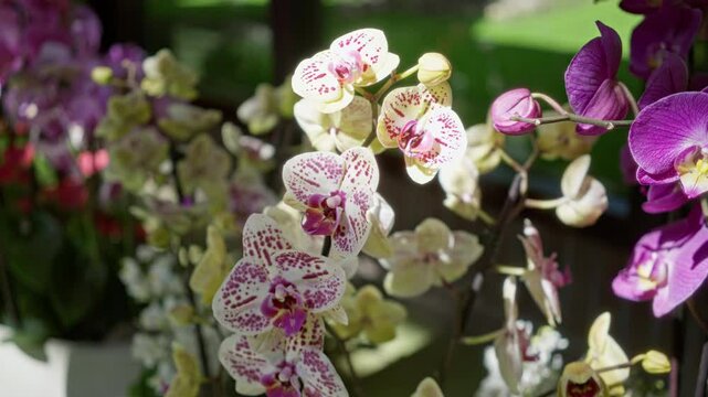 Orchids with pink and white speckled petals bloom beautifully in a lush outdoor garden setting in the netherlands under natural sunlight.