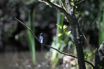 Bird perched on a branch near still water surrounded by lush vegetation in a tranquil natural setting