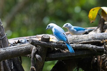 Blue-gray tanager in Costa Rica