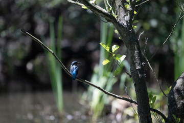 Bird perched on a branch near still water surrounded by lush vegetation in a tranquil natural...