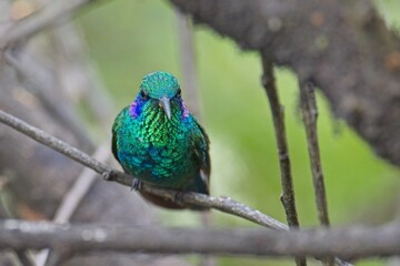 beautiful hummingbird in Costa Rica