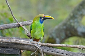 Emerald toucanet in Costa Rica
