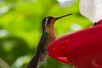 beautiful hummingbird in Costa Rica