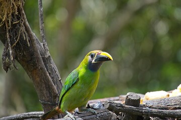 Emerald toucanet in Costa Rica