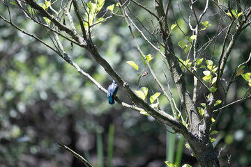 Bird perched on a branch near still water surrounded by lush vegetation in a tranquil natural...