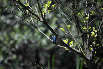 Bird perched on a branch near still water surrounded by lush vegetation in a tranquil natural...