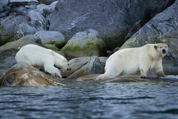 Polar Bear Mother and Cub Navigating Rocky Arctic Shoreline