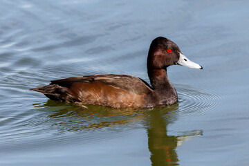 Southern Pochard (Netta erythrophthalma)