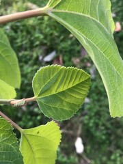 Close-Up of Fresh Green Leaves with Detailed Texture on Branch
