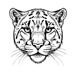 Obraz premium Snow Leopard Portrait: A striking monochrome line art illustration showcases a snow leopard's intense gaze and detailed fur pattern, creating a powerful and elegant image.