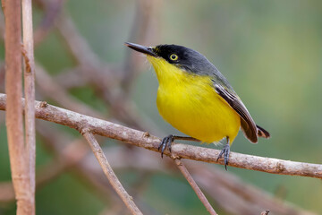 Common Tody-flycatcher - Todirostrum cinereum 