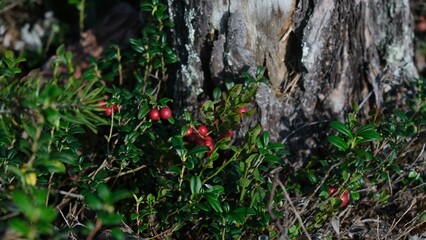 collected lingonberries in a berry basket