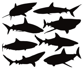 Baby shark. A set of dangerous shark illustrations. Underwater, ocean, sea animal swimming silhouetted. Various poses Sharks. Silky sharks different view. Hammerhead Shark Silhouette Isolated Vector.