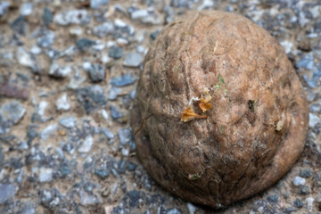 Close-up macro photograph of a half walnut shell lying on a rough gravel surface.
