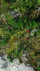 collected lingonberries in a berry basket