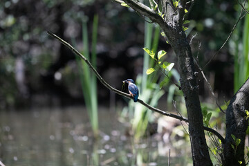Bird perched on a branch near still water surrounded by lush vegetation in a tranquil natural setting