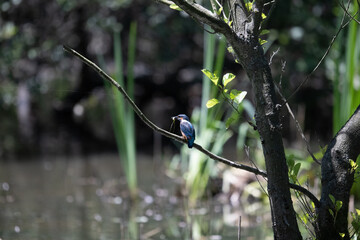Bird perched on a branch near still water surrounded by lush vegetation in a tranquil natural setting