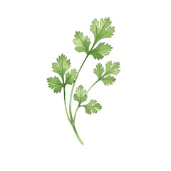 Cilantro Leaves Isolated on Transparent PNG Background- Watercolour Art